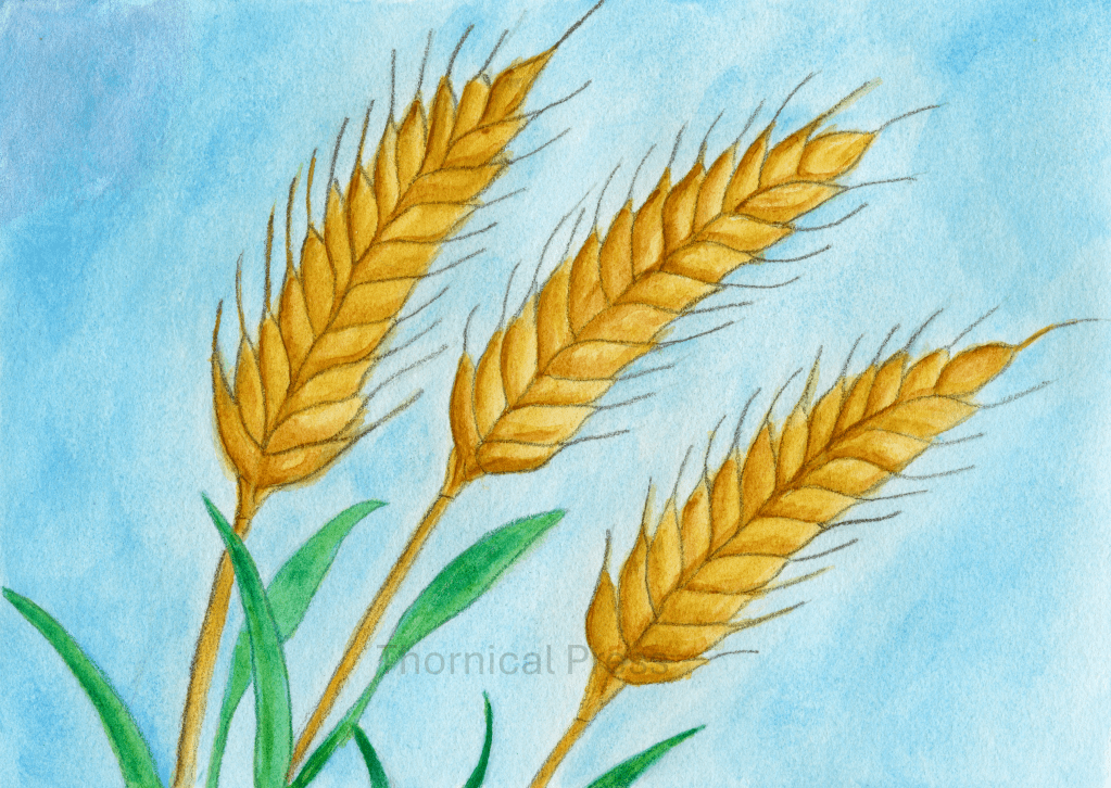 Summer Wheat –&nbsp;Illustration